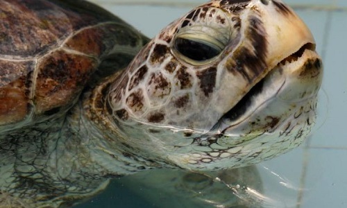 Θαλάσσια χελώνα κατάπιε 915 νομίσματα σε λίμνη